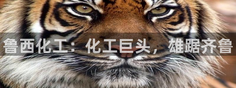 球盟会官方平台入口