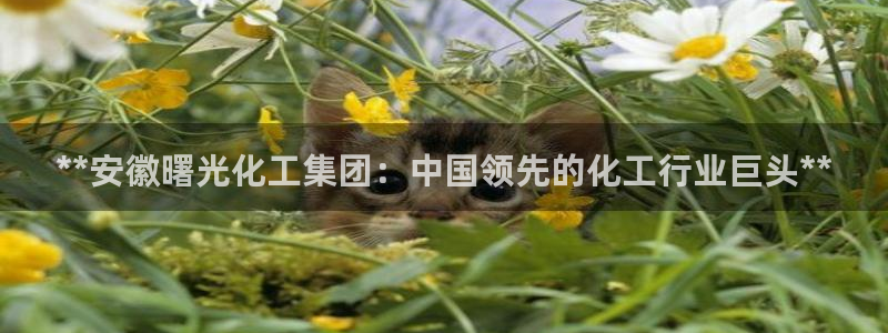 球盟会登陆入口：**安徽曙光化工集团：中国领先的化工行业巨头