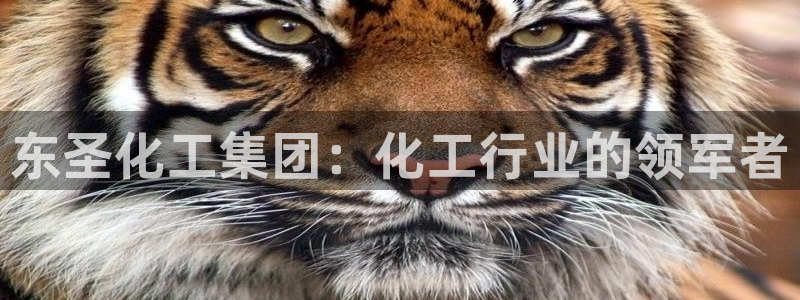 球盟会里面有打牌的嘛知乎