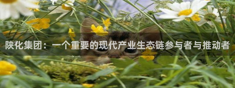 千亿球盟会：陕化集团：一个重要的现代产业生态链参与者与推动者